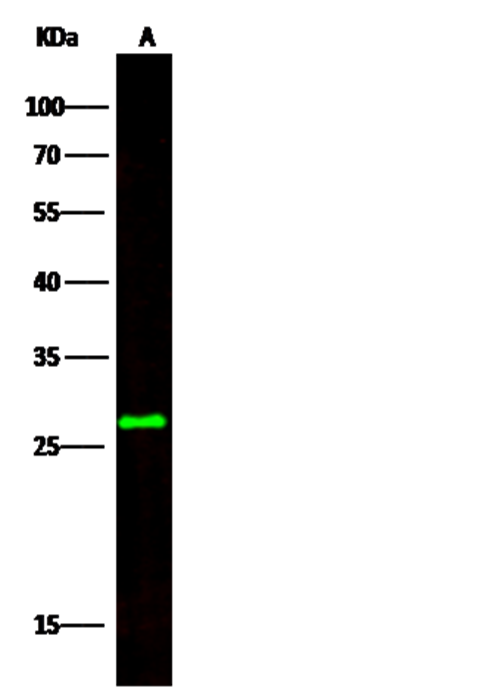Recombinant CCDC134 Monoclonal Antibody - small - 2