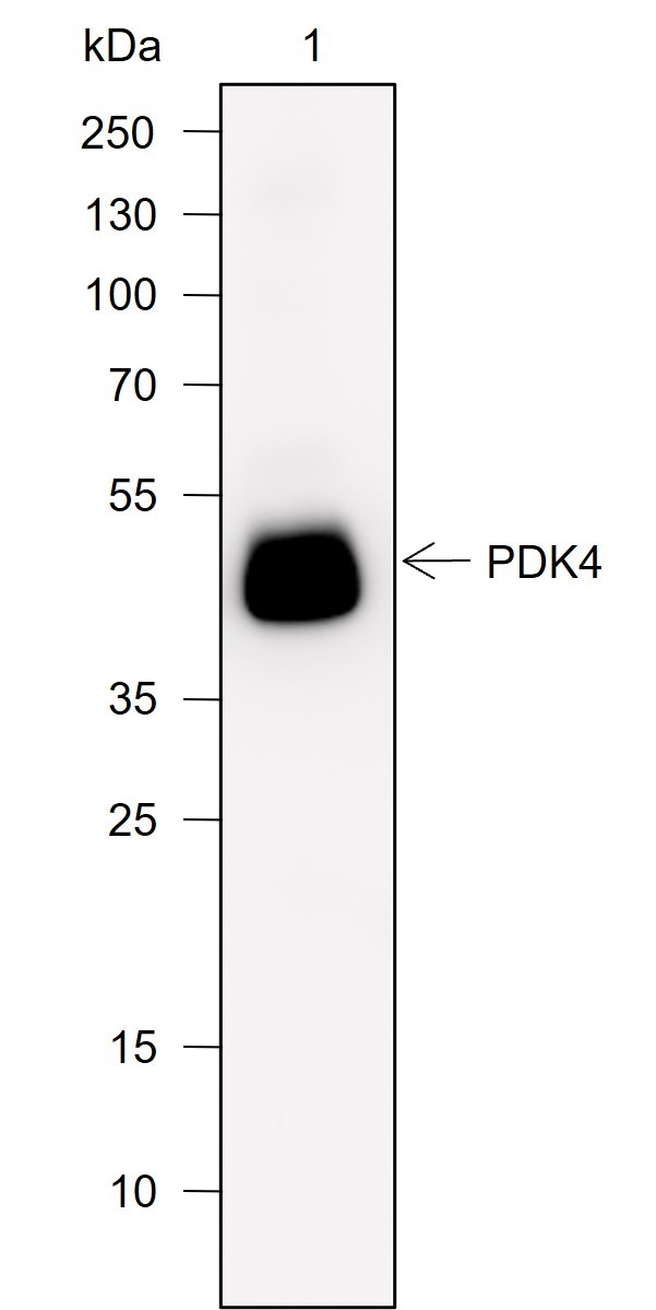 Recombinant PDK4 Monoclonal Antibody - small - 2