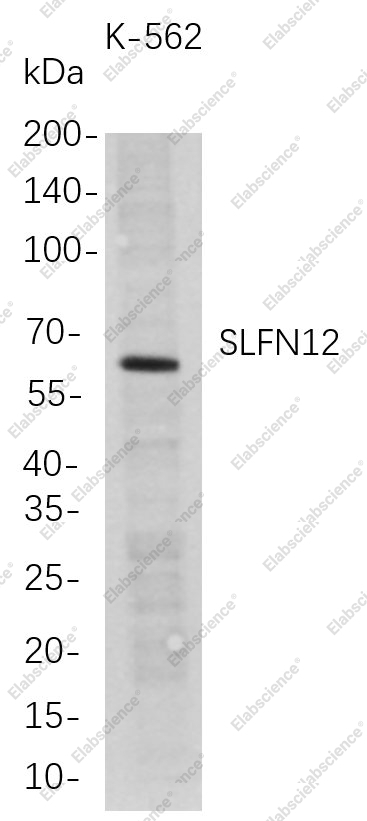 Recombinant SLFN12 Monoclonal Antibody - 1