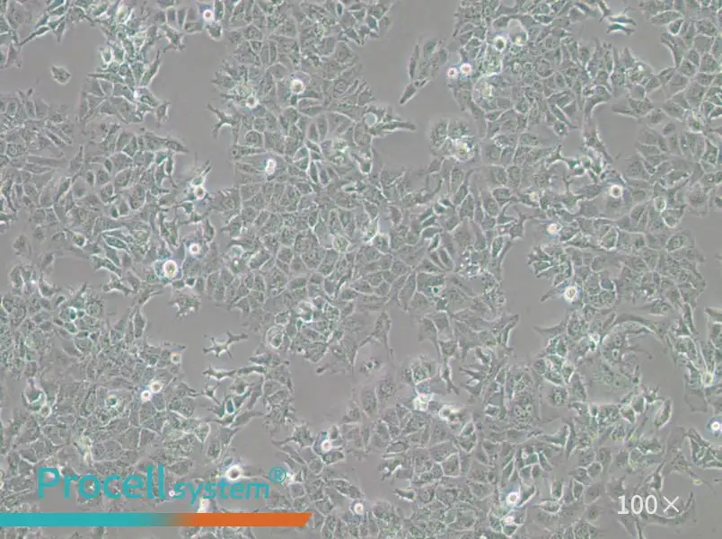 HuH-7 Cell Complete Medium - 1