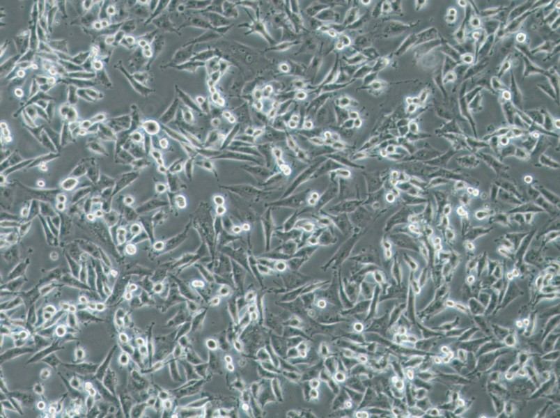 SF-295 Cell Complete Medium-searchlist-1