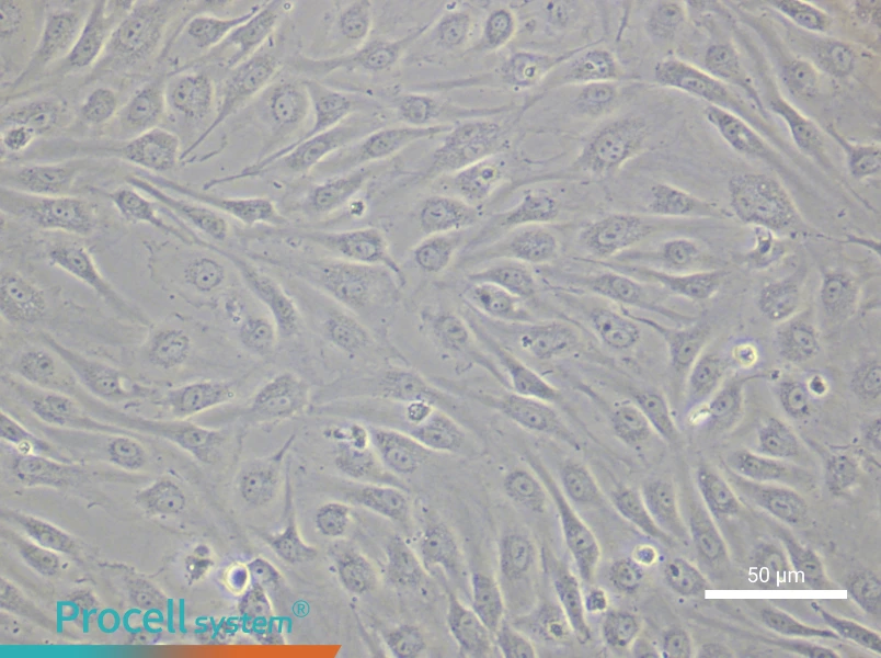 Human Renal Microvascular Endothelial Cell Complete MediumHuman Renal Microvascular Endothelial Cell Complete Medium - 5
