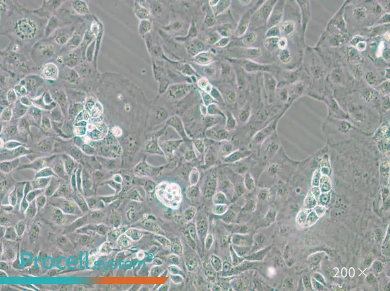 Kuramochi Cell Complete Medium - 5