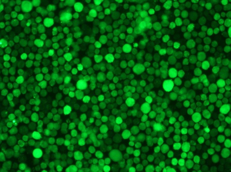 THP-1-GFP Cell Complete Medium - 4
