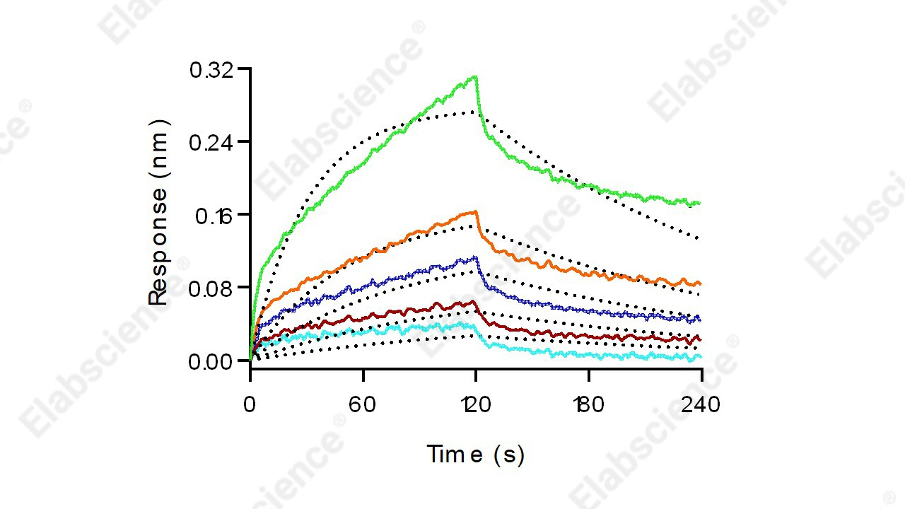 Recombinant Mouse CD64/FCGR1 Protein (His Tag) - 8