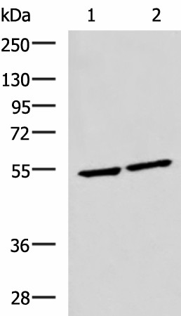 Western blot analysis of Raji and Jurkat cell lysates  using IRF2 Polyclonal Antibody at dilution of 1:1350