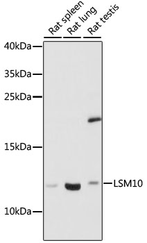 Western blot analysis of extracts of various cell lines using LSM10 Polyclonal Antibody at 1:1000 dilution.