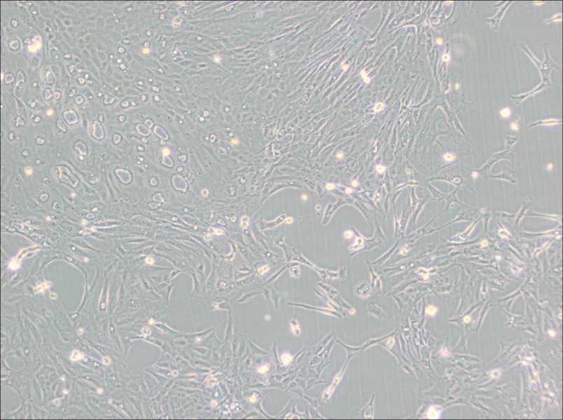 Pt K1 [NBL-3] Cell Complete Medium-searchlist-1