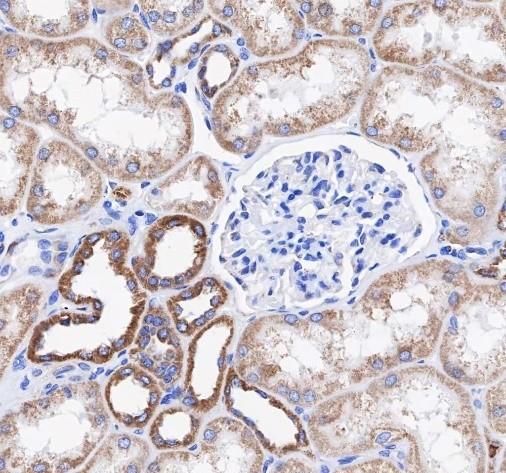 Recombinant COX IV Monoclonal Antibody - 3