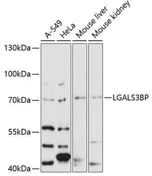 Western blot analysis of extracts of various cell lines using LGALS3BP Polyclonal Antibody at 1:3000 dilution.