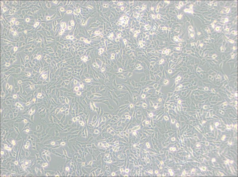 NCI-H157 Cell Complete MediumNCI-H157 Cell Complete Medium - 2