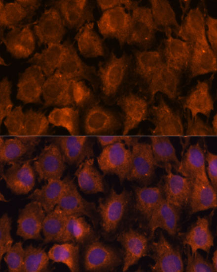 Immunofluorescence analysis of C6 cells using NXN Polyclonal Antibody at dilution of 1:100. Blue: DAPI for nuclear staining.