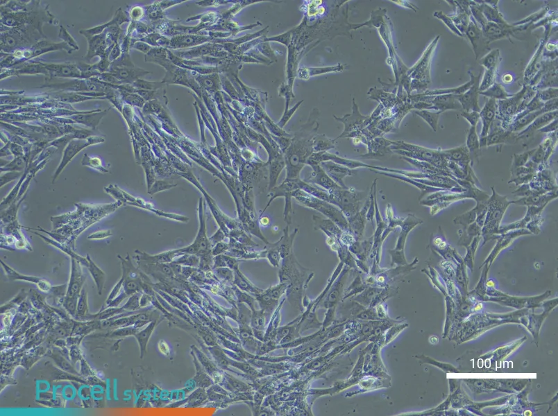 Human Umbilical Cord Mesenchymal Stem Cell Complete Medium - 3