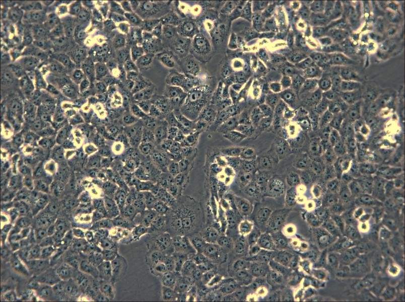 IOMM-Lee Cell Complete Medium - small - 4