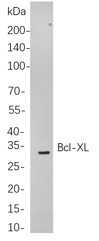 Recombinant Bcl-XL Monoclonal Antibody-searchlist-1