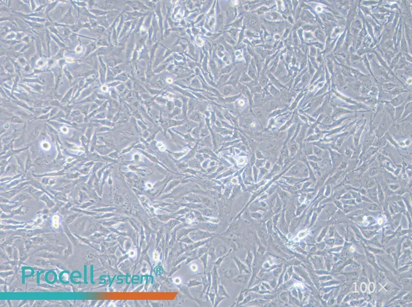 U251 Cell Complete Medium - 3