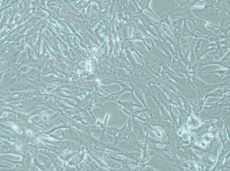 MOG-G-UVW Cell Complete Medium - small - 6