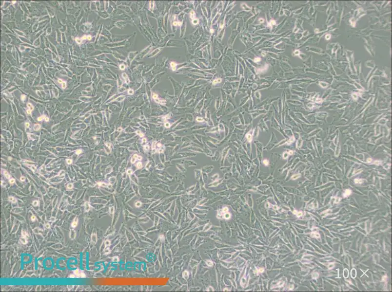 UM-UC-3 Cell Complete Medium - 2