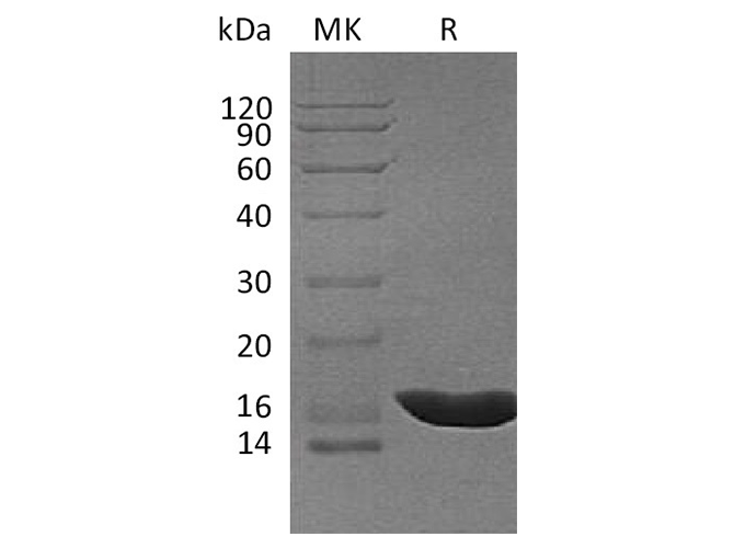 Recombinant Cavia porcellus IL-1b/IL-1 beta/IL-1F2 Protein (His Tag)