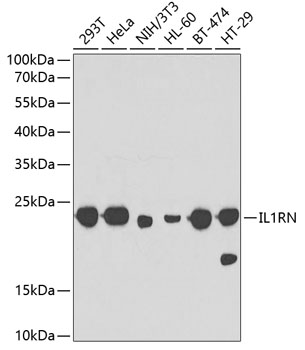 Western blot analysis of extracts of various cell lines using IL1RN Polyclonal Antibody at dilution of 1:1000.