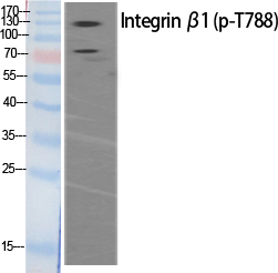 Western Blot analysis of HeLa extracts of mitotic cells generated by treatment with Phospho-ITGB1 (Thr788) Polyclonal Antibody