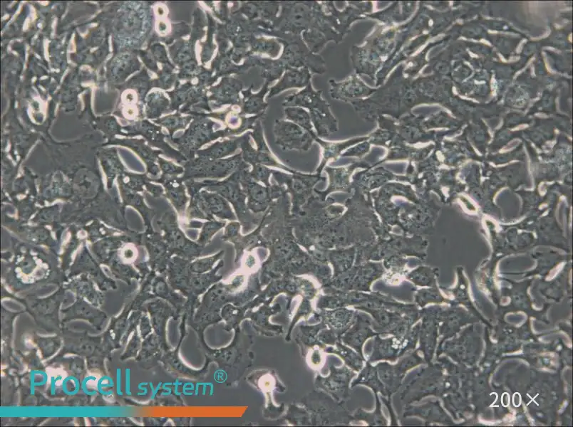 HCC1954 Cell Complete Medium - 4