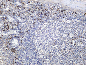Recombinant GRSF1 Monoclonal Antibody - 1