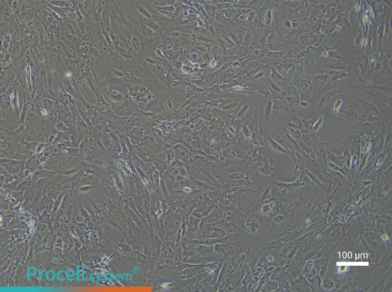 Mouse Bladder Smooth Muscle Cell Complete Medium - 2