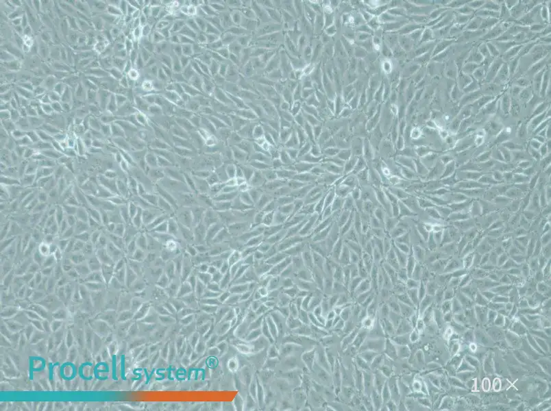 IPEC-J2 Cell Complete MediumIPEC-J2 Cell Complete Medium - 2