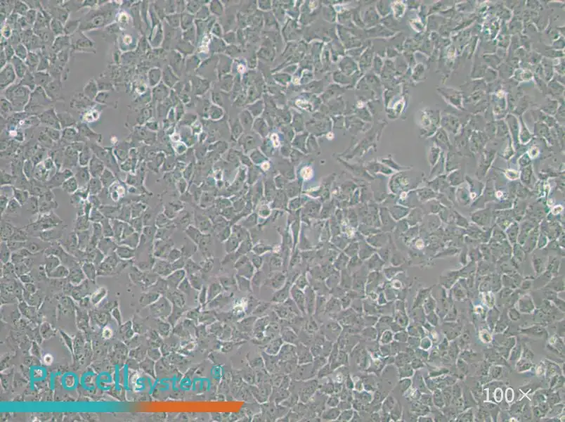 SK-MES-1 Cell Complete Medium - 1