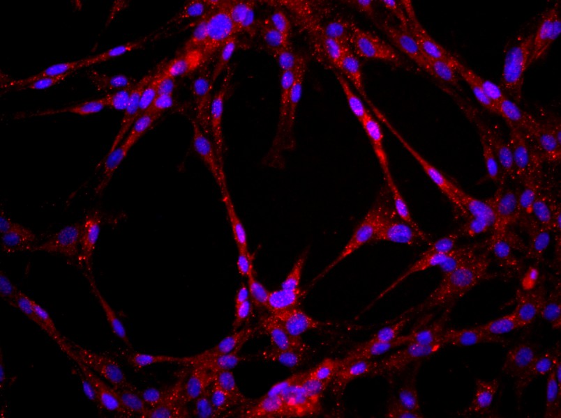 Rat Pulmonary Great Artery Endothelial Cell Complete MediumRat Pulmonary Great Artery Endothelial Cell Complete Medium - 2