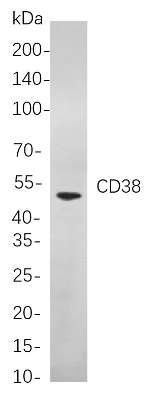 Recombinant CD38 Monoclonal Antibody-searchlist-1
