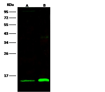 Recombinant Thioredoxin-2/TXN2 Monoclonal Antibody-searchlist-1