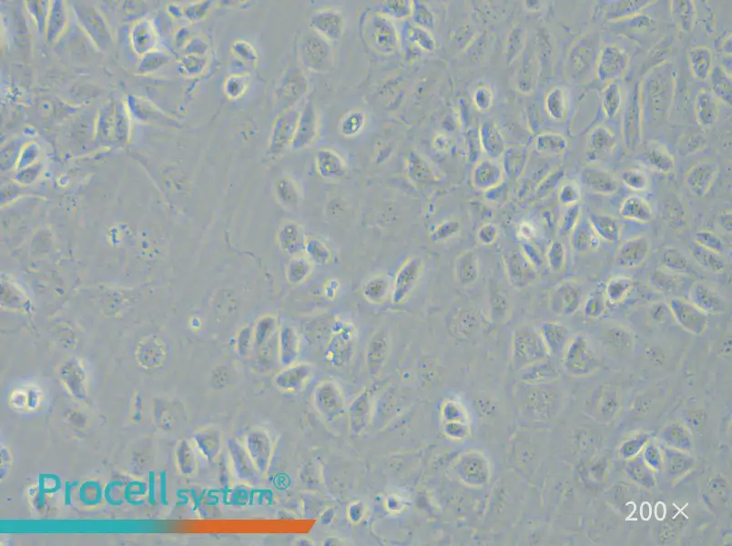 C166 Cell Complete Medium - 4
