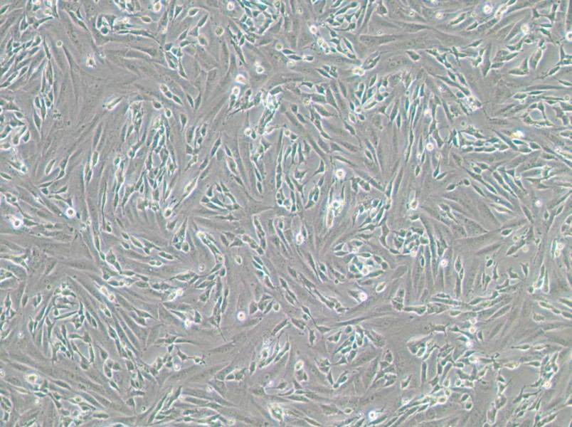 SK-N-SH Cell Complete Medium-searchlist-1