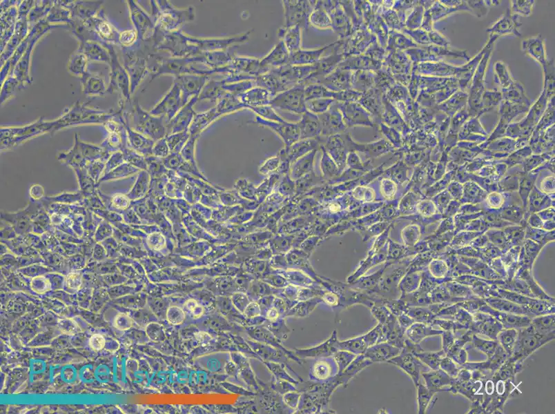 TM3 Cell Complete Medium - small - 6