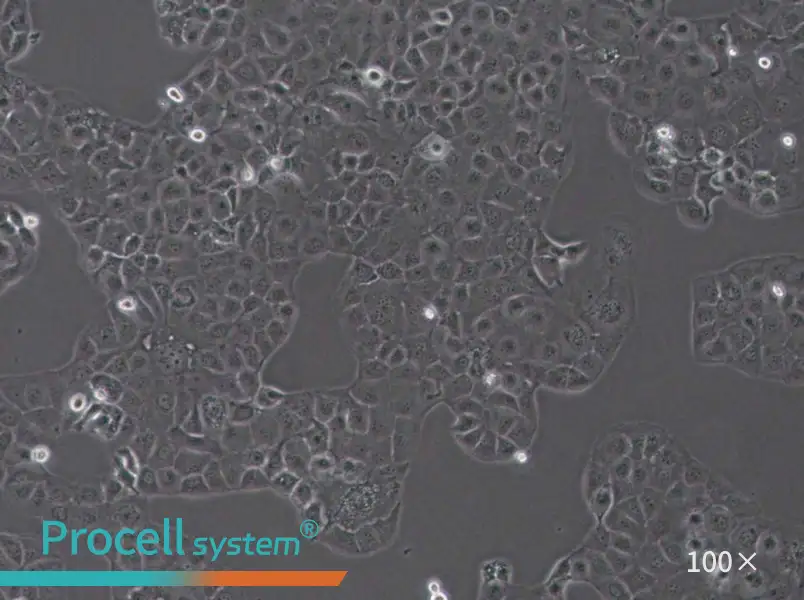 SF763 Cell Complete MediumSF763 Cell Complete Medium - 3
