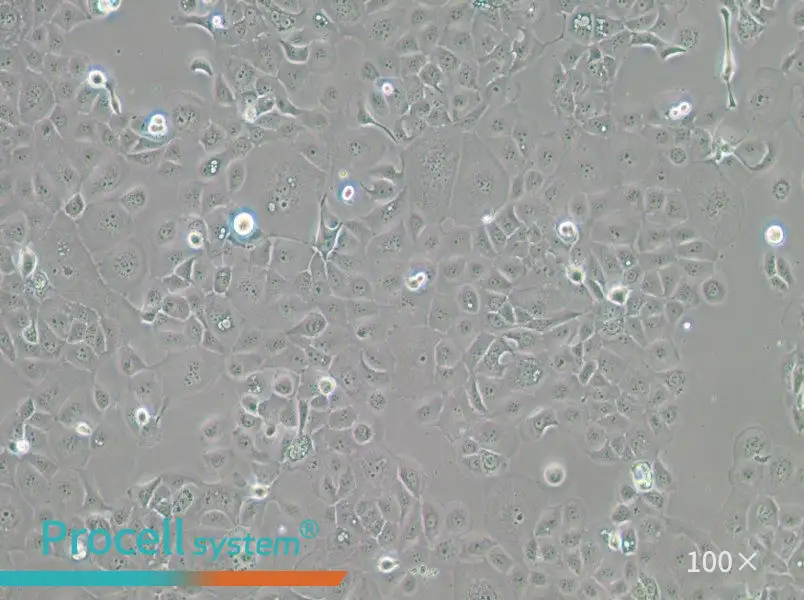 HCC1937 Cell Complete Medium - 2