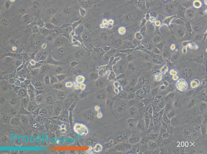 COS-7 Cell Complete Medium - small - 4