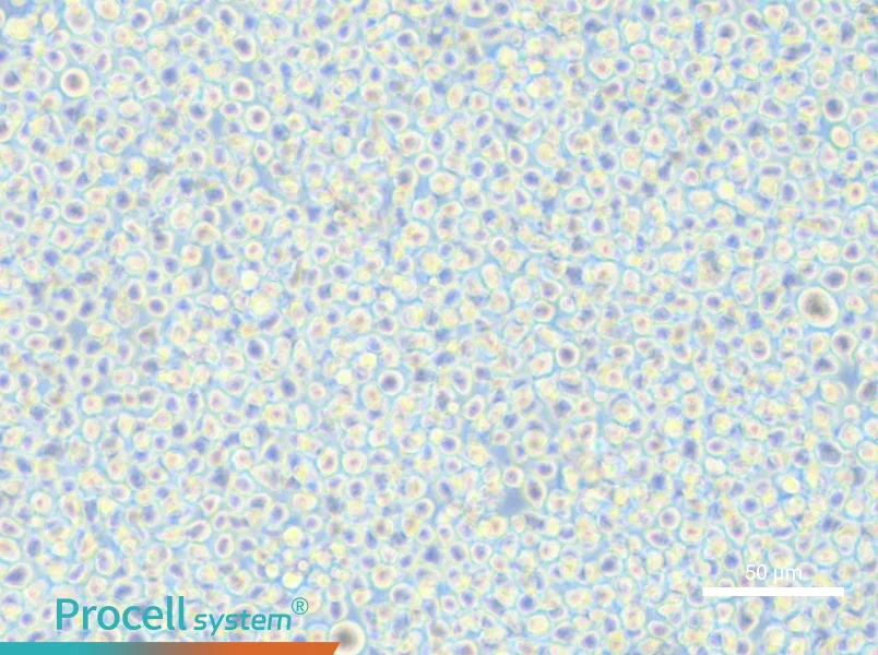 AMO1 Cell Complete Medium - 5