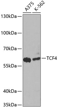 Western blot analysis of extracts of various cell lines using TCF4 Polyclonal Antibody at dilution of 1:1000.