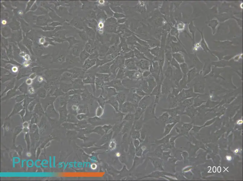 hCMEC/D3 Cell Complete Medium - small - 5