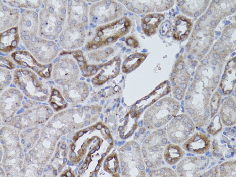 Immunohistochemistry of paraffin-embedded Mouse kidney using ITGAV Polyclonal Antibody at dilution of  1:50 (40x lens).