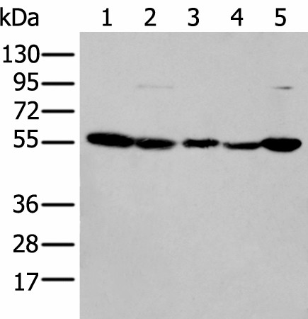 Western blot analysis of 293T cell lysates  using PFKFB3 Polyclonal Antibody at dilution of 1:200