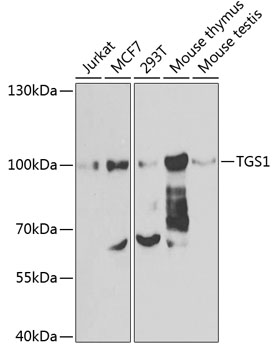 Western blot analysis of extracts of various cell lines using TGS1 Polyclonal Antibody at 1:1000 dilution.