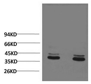 Western Blot analysis of 1) Mouse brain, 2) Rat brain using ERK 1/2 Monoclonal Antibody at dilution of 1:2000.