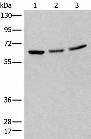 Western blot analysis of 293T cell lysates  using BRD9 Polyclonal Antibody at dilution of 1:550