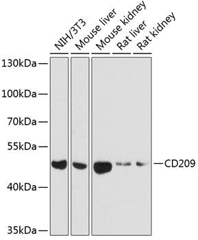 Western blot analysis of extracts of various cell lines using CD209 Polyclonal Antibody at dilution of 1:1000.