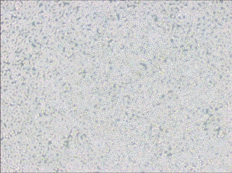 MEL Cell Complete MediumMEL Cell Complete Medium - 3