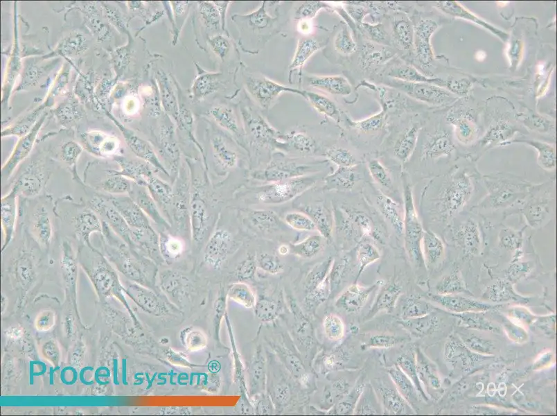 786-O [786-0] Cell Complete Medium - small - 5